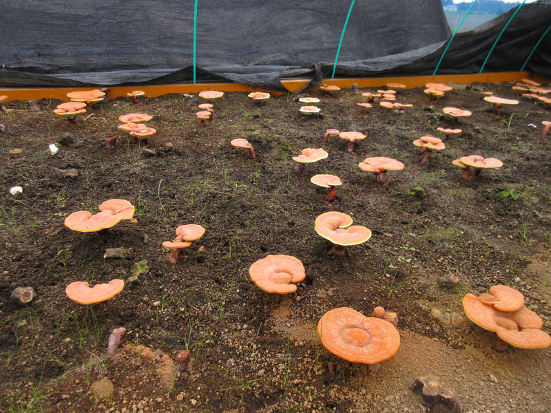 Global Reishi Industry