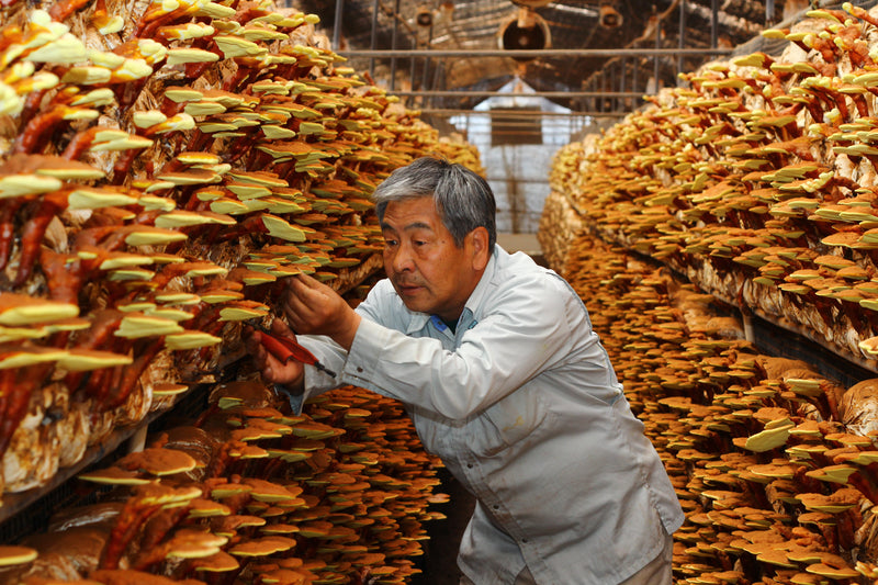Reishi benefits : Anti-cancer effects