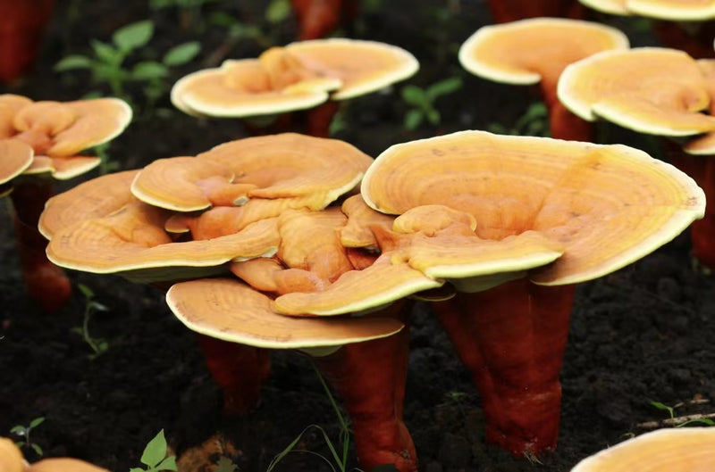 Oukou Red Reishi Capsules