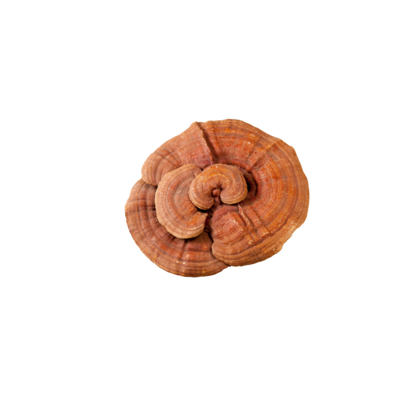 【New Package】 REISENMEITO Organic Red Reishi Tea