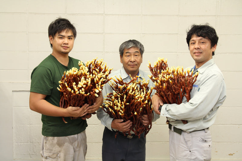 Oukou Deer Horn Reishi Capsules