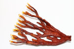 Oukou Deer Horn Reishi Capsules