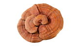 【New Package】Red Reishi Extract Powder 50g