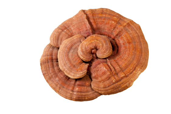 【New Package】Red Reishi Extract Powder 50g